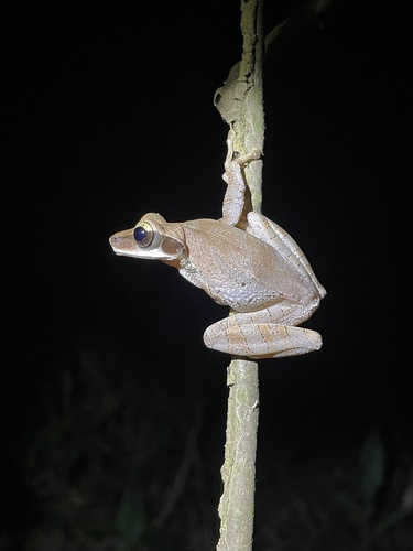 Cayenne Spiny-backed Frog