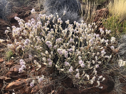 cotton bush