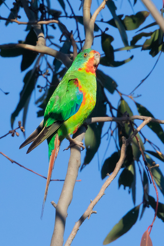 Swift Parrot (Lathamus discolor) · iNaturalist Australia