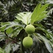 Artocarpus - Photo (c) gsta, all rights reserved