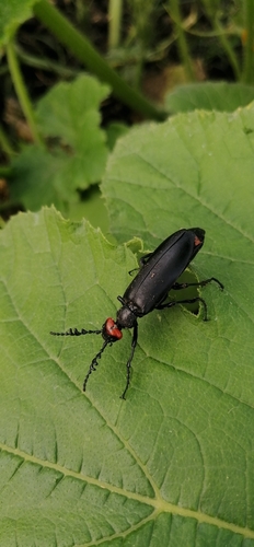 Lytta eucera