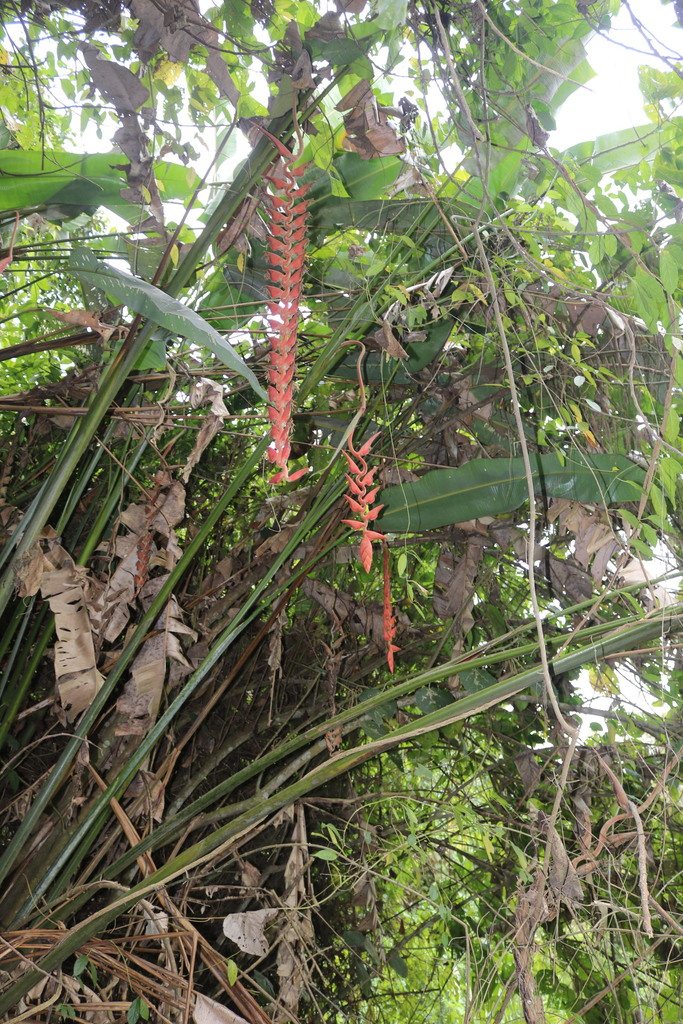 Heliconias from Pichincha, Ecuador on October 04, 2022 at 07:56 PM by ...