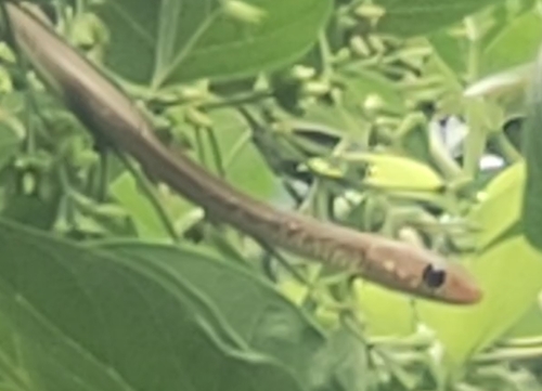 Oriental Rat Snake