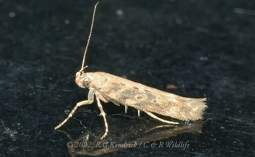 beet moth