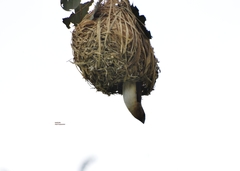 African Silverbill
