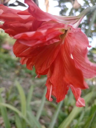 South American amaryllis