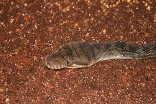 Australian Scrub Python sighting