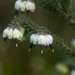 Erica cumuliflora - Photo (c) Chris Whitehouse, todos los derechos reservados