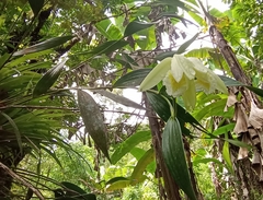 Sobralia macrophylla image