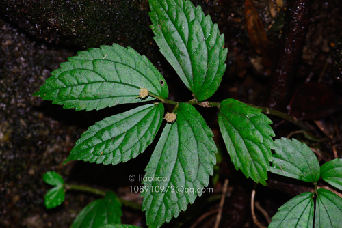Elatostema nasutum