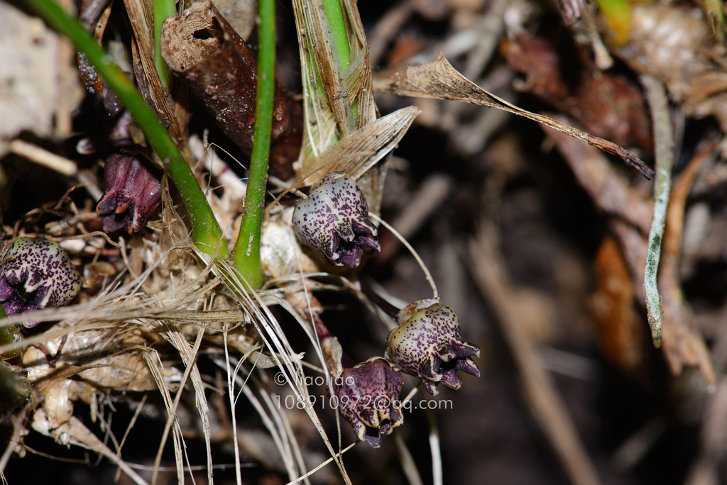 Aspidistra minutiflora (Aspidistra minutiflora)
