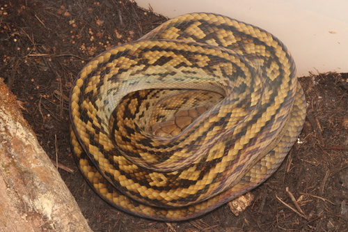 Australian Scrub Python sighting