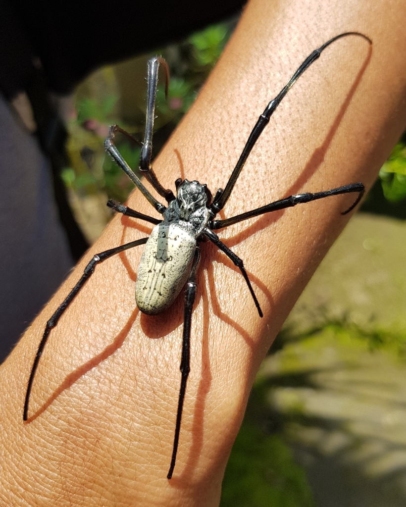 Nephila vitiana from Bali, ID on March 15, 2018 by Richard · iNaturalist