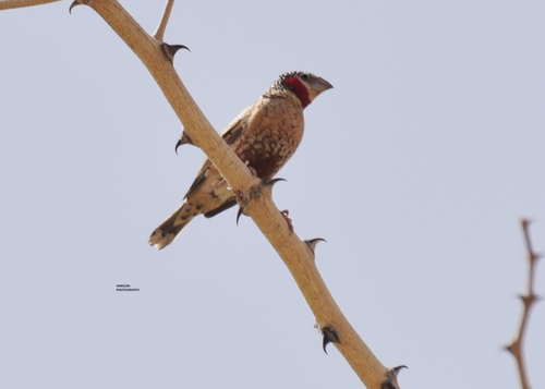 Cut-throat Finch