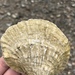 European Flat Oyster - Photo (c) jessicajessica, all rights reserved