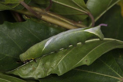 Accented Nephele