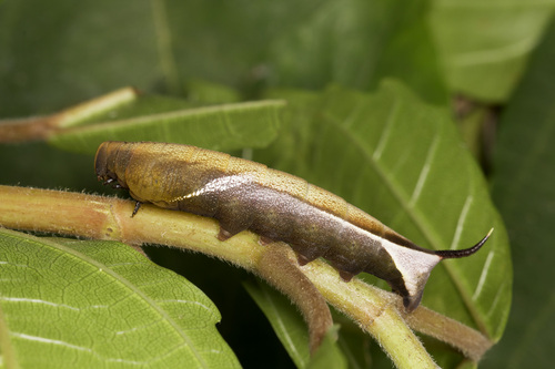 Accented Nephele