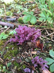Clavaria zollingeri image