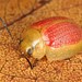 Paropsisterna fastidiosa - Photo (c) Martin Lagerwey, todos los derechos reservados, subido por Martin Lagerwey