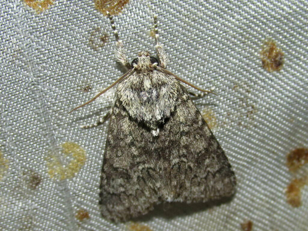 Sweet Gale Moth from Двуречанский район, Харьковская область, Украина ...