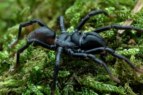 Purseweb Spider