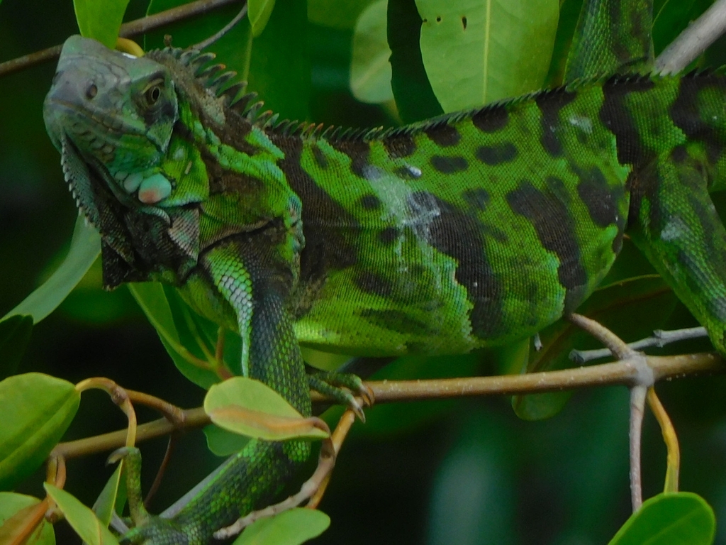 Saban black iguana from Carrs Bay road, QQWR+78R, Davy Hill, Montserrat ...