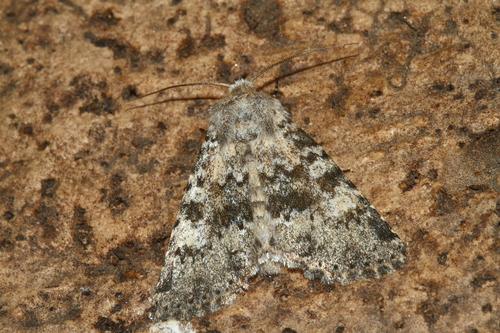 Polymixis dubia