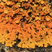 Flame Lichens - Photo (c) Anthony van Zyl, all rights reserved, uploaded by Anthony van Zyl
