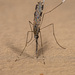 Nyssorhynchus - Photo (c) Vinícius Rodrigues de Souza, todos los derechos reservados, subido por Vinícius Rodrigues de Souza