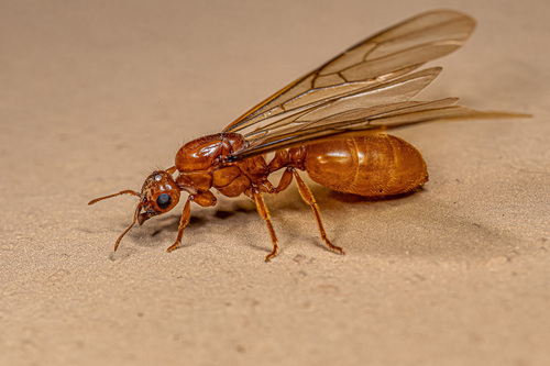 Tranopelta gilvaTranopelta gilva