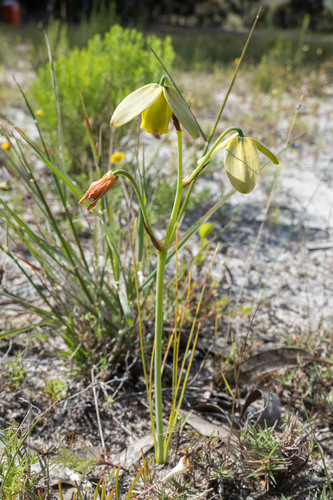 Albuca juncifolia Baker