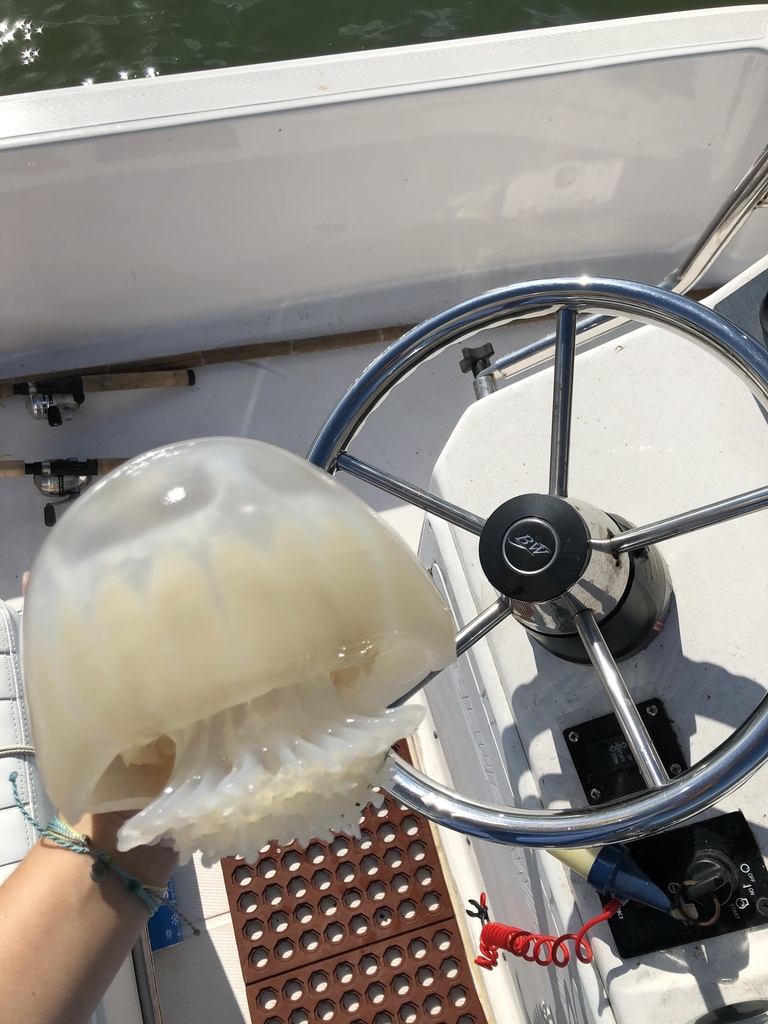 Cannonball Jelly from Matagorda Bay, TX, US on June 04, 2020 at 0930 AM by Robin Loessin