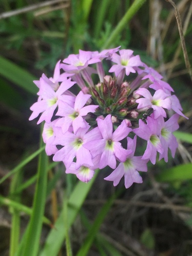 Verbena rosada