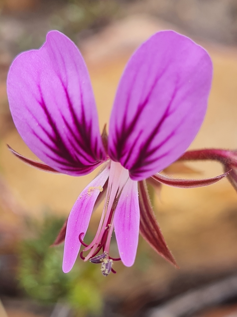 Storksbill Corianderleaf Storksbill from Cederberg Municipality, South Africa on ...