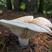 Short-stemmed Russula - Photo (c) zetapass, all rights reserved