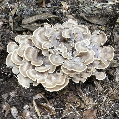 hen of the woods