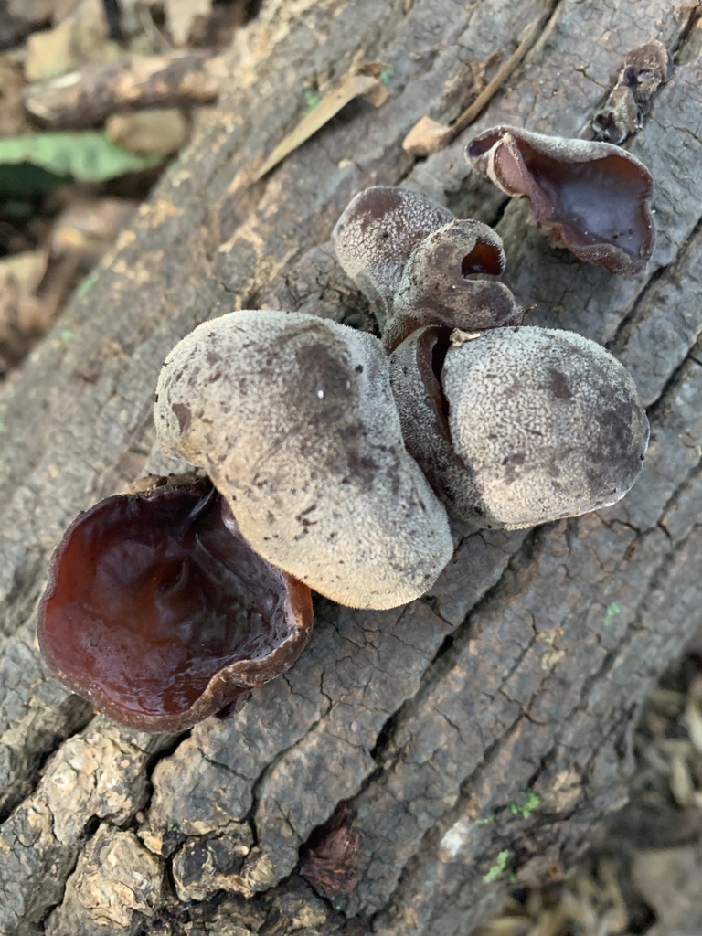Wood ear fungi from Pelham Bay Park, New York, NY, US on October 06