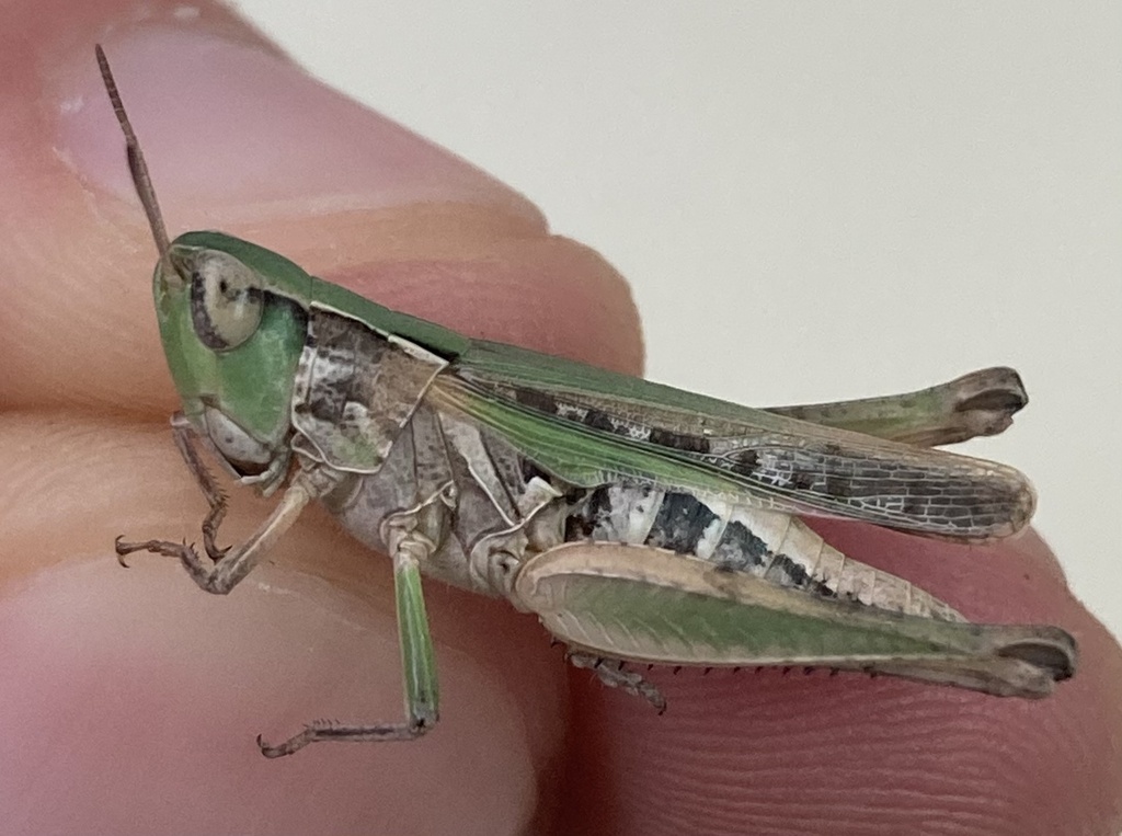 Pasture Locust from Texas A&M University, College Station, TX, US on ...