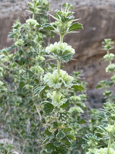 Golder Tinjute (Rydingia persica)
