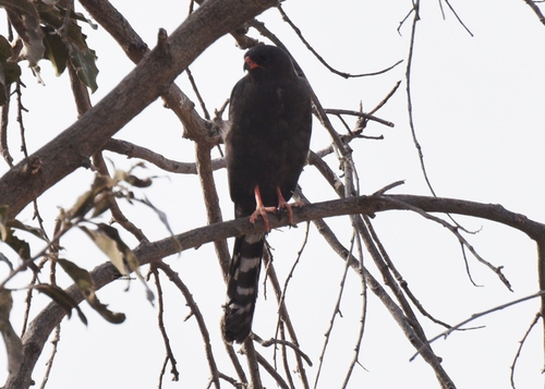 Gabar Goshawk