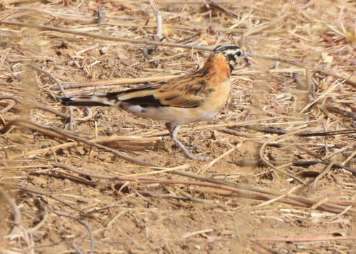Sahel Paradise-Whydah