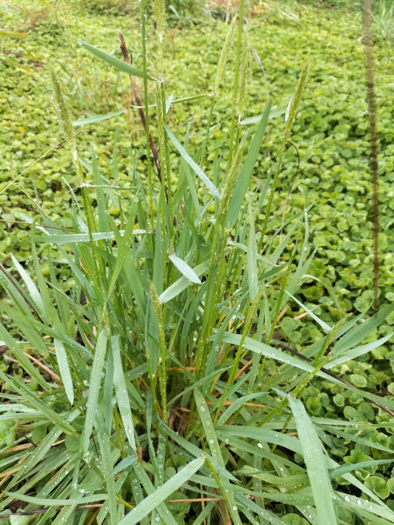 sweet vernal grass from Frankston South VIC 3199, Australia on October ...