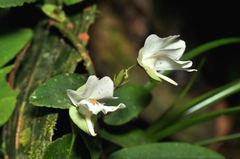 Utricularia asplundii image