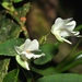 Utricularia asplundii - Photo (c) Pavel Kirillov，保留所有權利