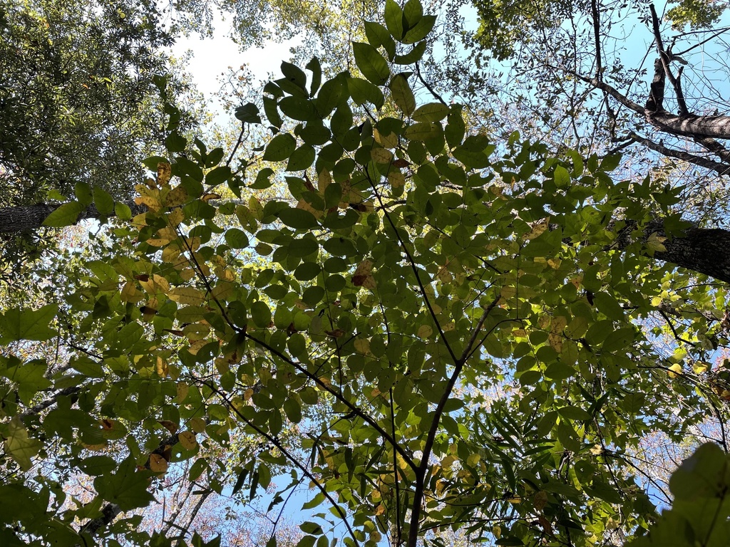 poison sumac from Eupora, MS, US on October 6, 2022 at 1001 AM by