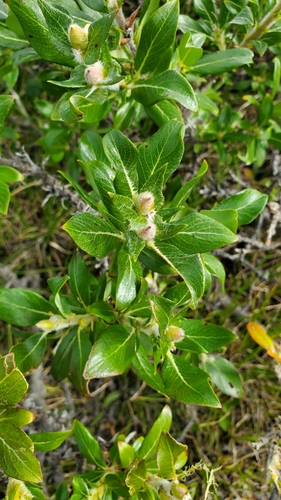 Richardson's willow