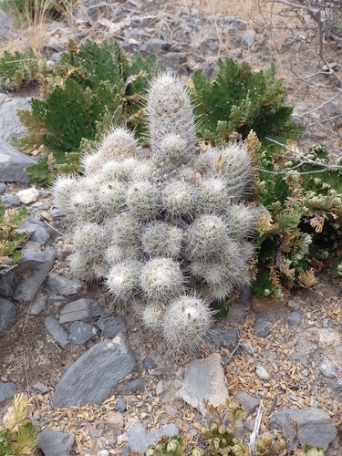 Escobaria lloydii