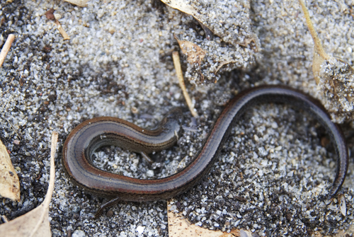 Two-toed Earless Skink