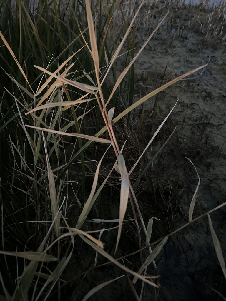 Reeds, Giant Canes, and allies from West Bountiful, UT, US on October 6 ...
