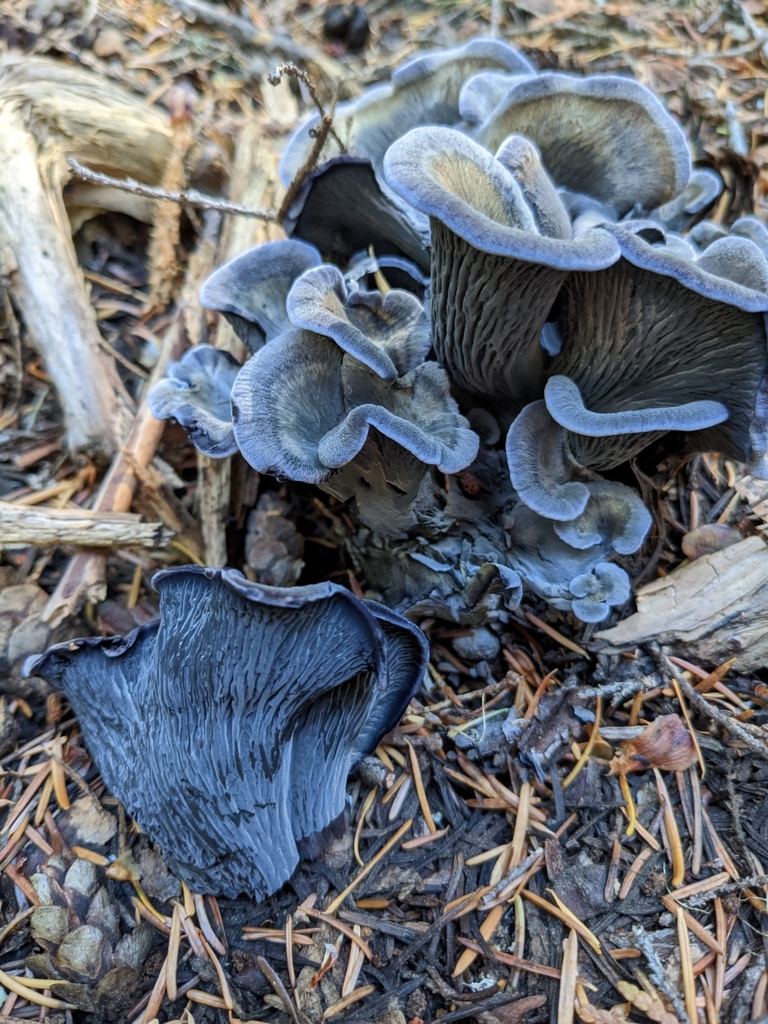 blue chanterelle from MT HOOD PRKDL, OR 97041, USA on October 06, 2022